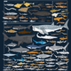 Imagen para el artículo titulado Esta impresionante infografía muestra cerca de 130 especies de tiburón, todas dibujadas a escala